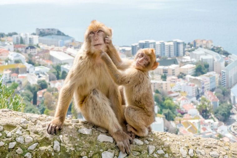 from-malaga-and-costa-del-sol-gibraltar-sightseeing-tour