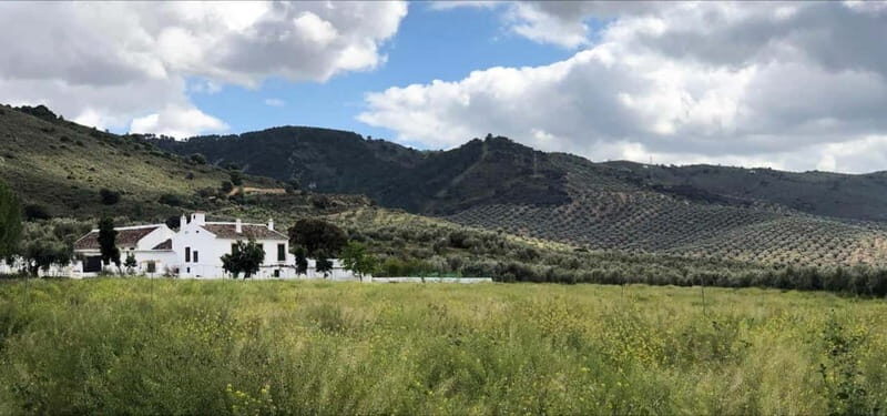 From Malaga: Antequera Heritage and Oil Mill land - An In-Depth Look at the Tour Experience