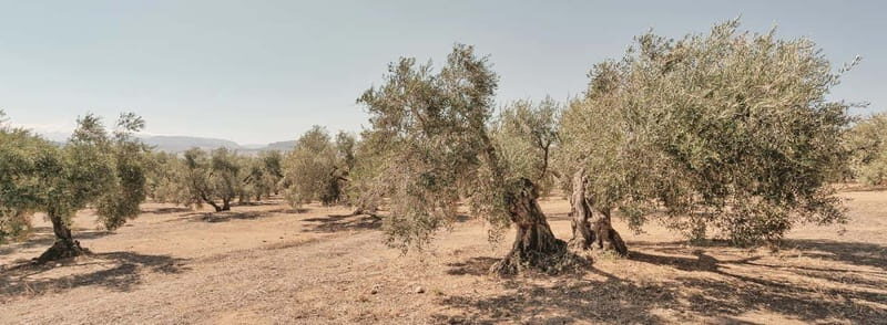 From Malaga: Antequera Heritage and Oil Mill land - Price and Value