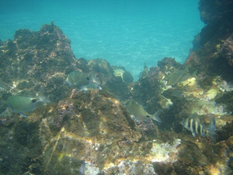 from-malaga-cliffs-of-maro-hike-w-beach-visit-snorkeling
