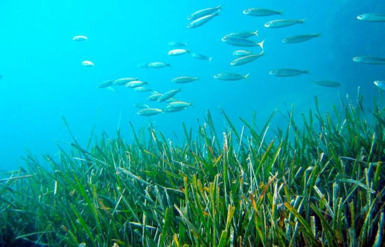 from-malaga-cliffs-of-maro-hike-w-beach-visit-snorkeling