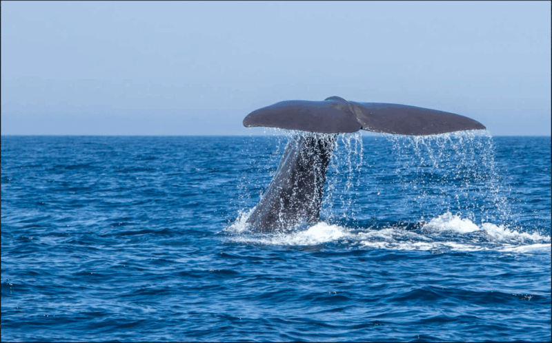 from-malaga-guided-tour-in-tarifa-with-whale-watching-and-dolphin-watching