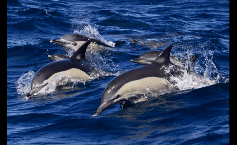 from-malaga-guided-tour-in-tarifa-with-whale-watching-and-dolphin-watching