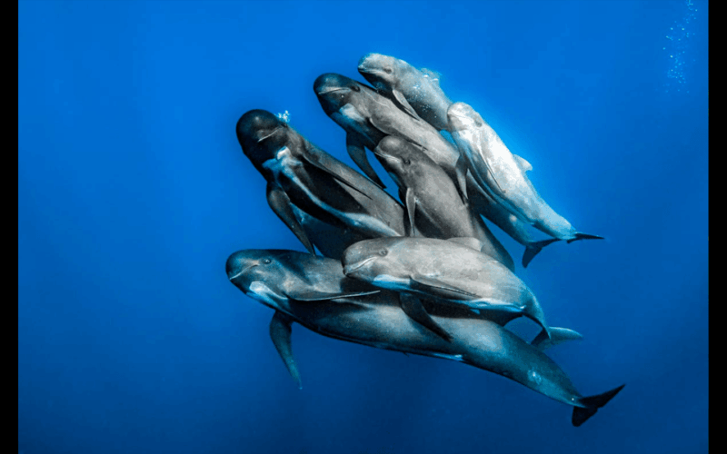 from-malaga-guided-tour-in-tarifa-with-whale-watching-and-dolphin-watching
