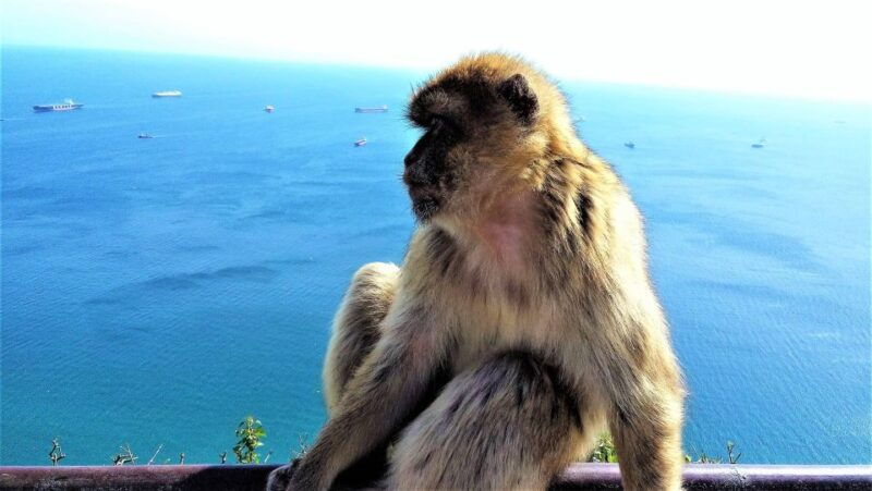 from-malaga-or-marbella-private-gibraltar-tour