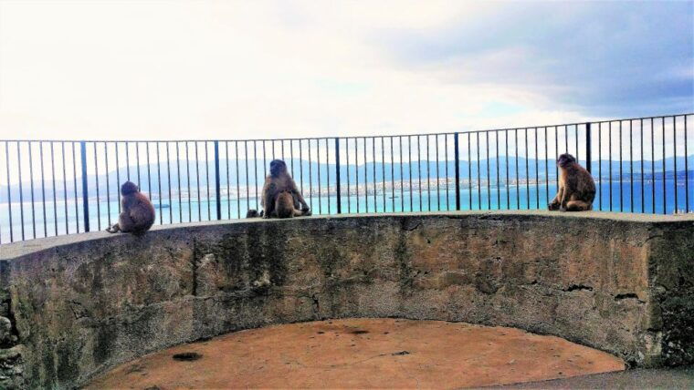 from-malaga-or-marbella-private-gibraltar-tour