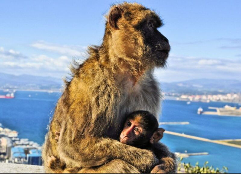from-malaga-private-gibraltar-highlights-day-trip