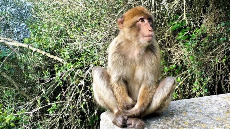from-malaga-private-trip-in-gibraltar-and-marbella