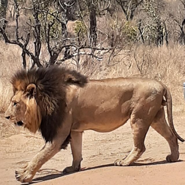 From Malelane: Kruger National Park Afternoon Safari - Introduction