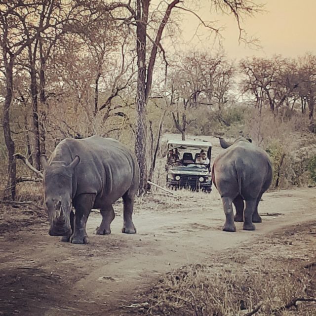 From Malelane: Kruger National Park Afternoon Safari - The Experience: What to Expect