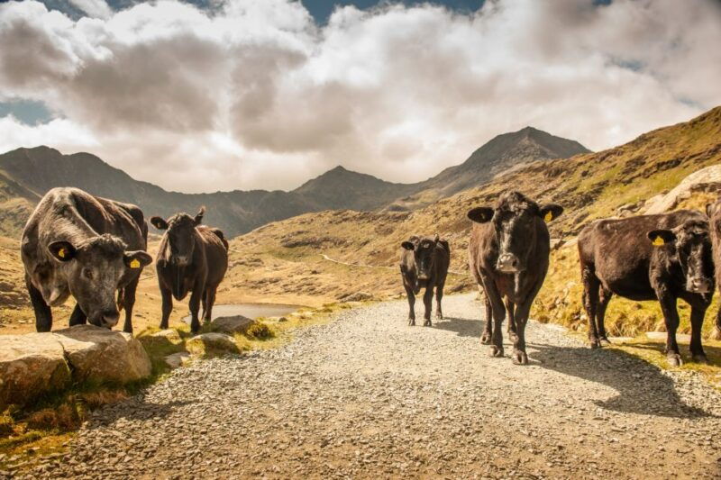 from-manchester-3-day-tour-of-snowdonia-wales-and-chester