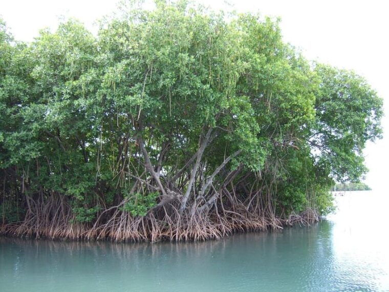 from-mancora-national-sanctuary-of-the-mangroves-tumbes