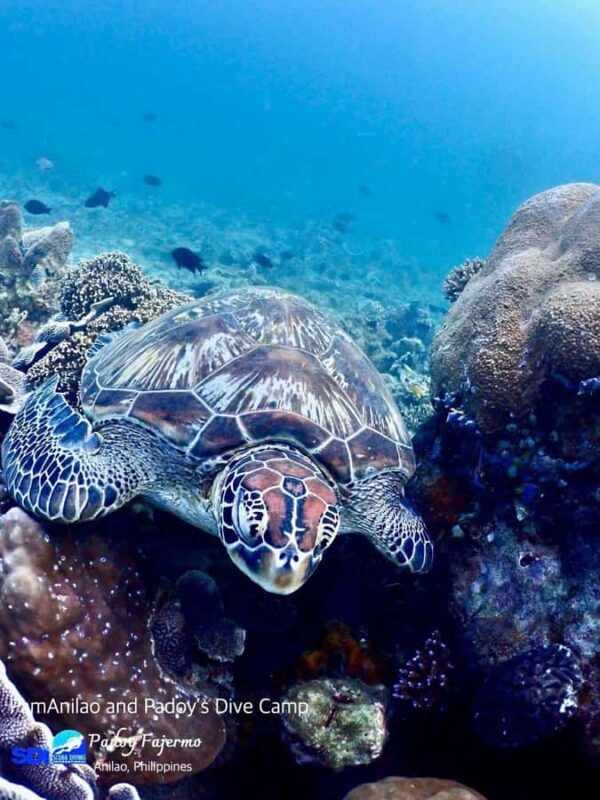 From Manila: Beginner's Scuba Diving Experience - FAQ