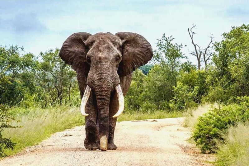 From Maputo: Special Reserve Safari with Ponto do Ouro Visit - Introduction: What Makes This Tour Stand Out?  