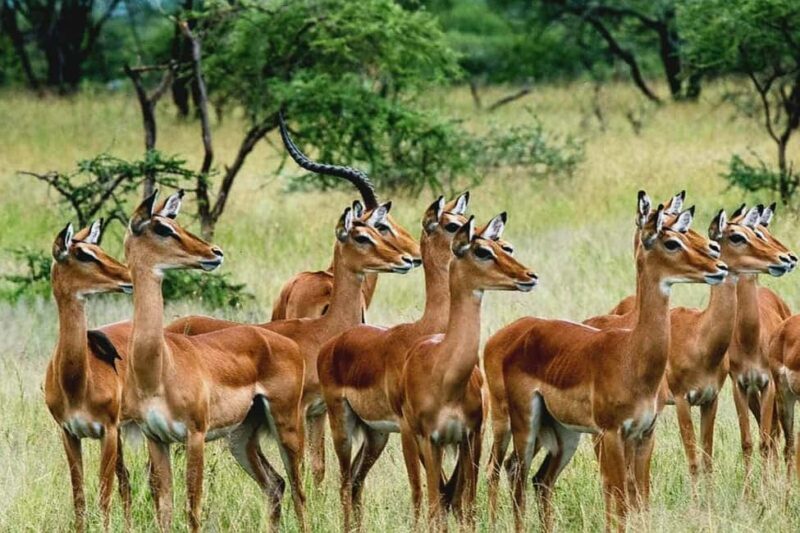 From Maputo: Special Reserve Safari with Ponto do Ouro Visit - FAQ