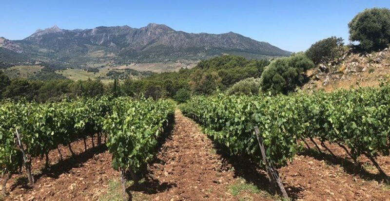 from-marbella-classic-ronda-tour-2-winery-visits-lunch