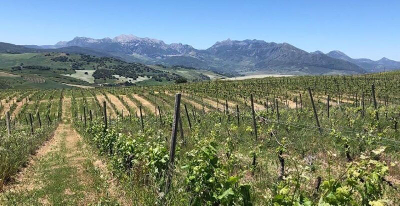 from-marbella-classic-ronda-tour-2-winery-visits-lunch
