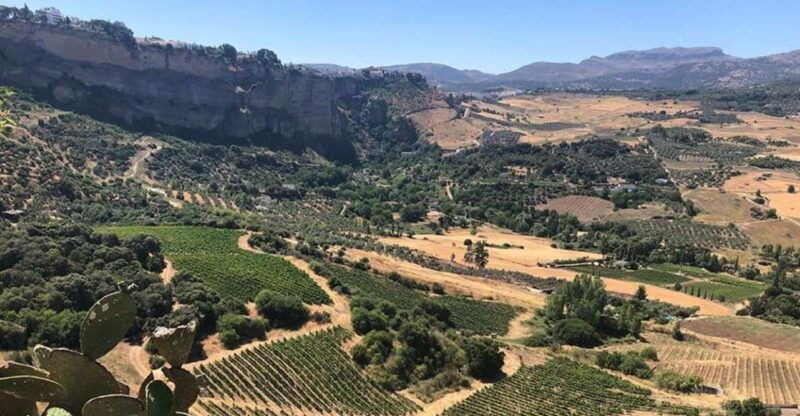 from-marbella-classic-ronda-tour-2-winery-visits-lunch