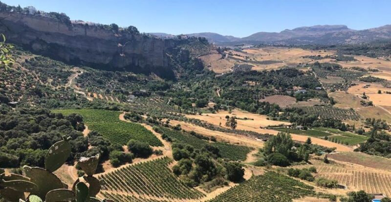 From Marbella: Ronda Tour Wineries Tour with Lunch - Key Points