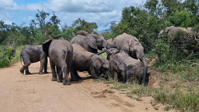 From Marloth Park: Half Day Kruger Park Wildlife Safari - From Marloth Park: Half Day Kruger Park Wildlife Safari