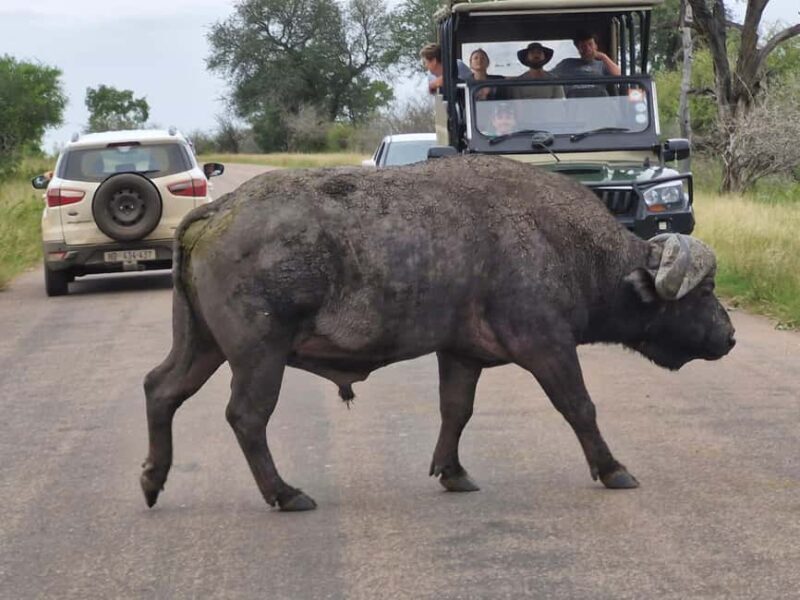 From Marloth Park: Half Day Kruger Park Wildlife Safari - Key Points