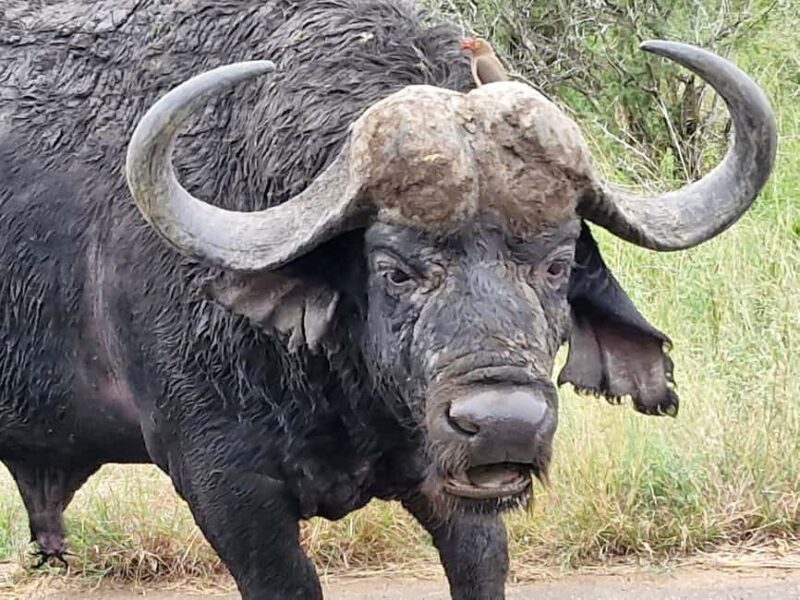 From Marloth Park: Half Day Kruger Park Wildlife Safari - What Travelers Love About This Safari