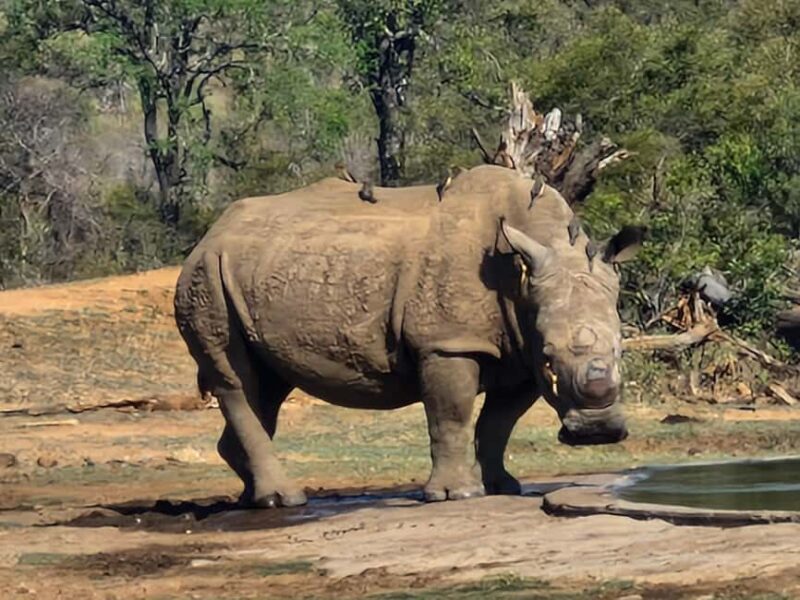 From Marloth Park: Half Day Kruger Park Wildlife Safari - Who This Tour Is Best For