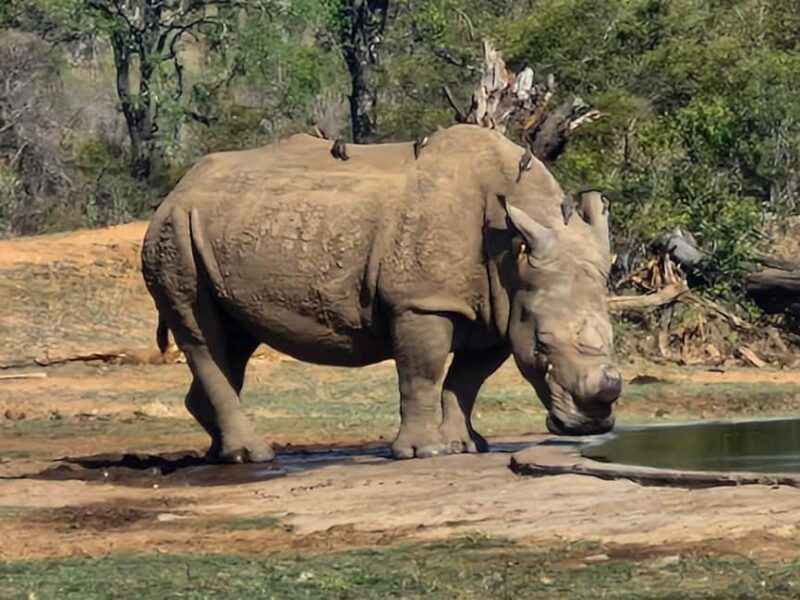 From Marloth Park: Kruger National Park Full-Day Safari - From Marloth Park: Kruger National Park Full-Day Safari