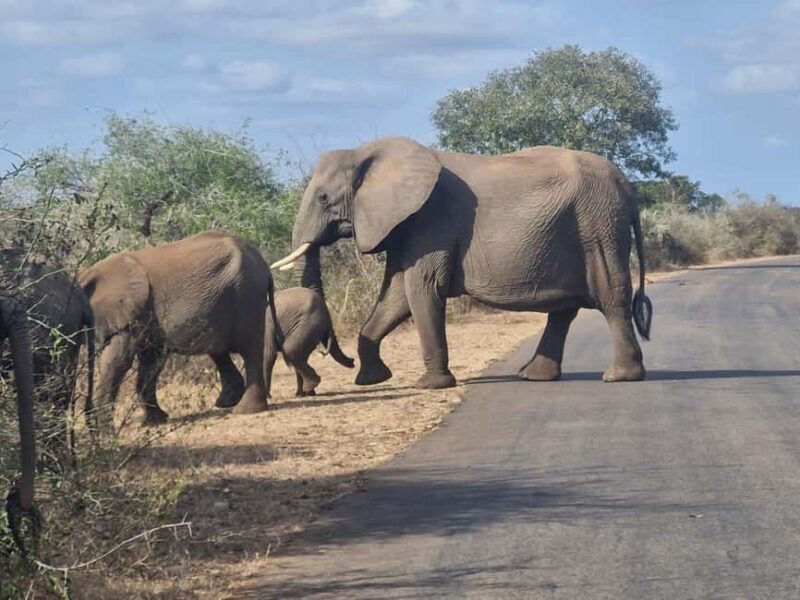 From Marloth Park: Kruger National Park Full-Day Safari - Key Points