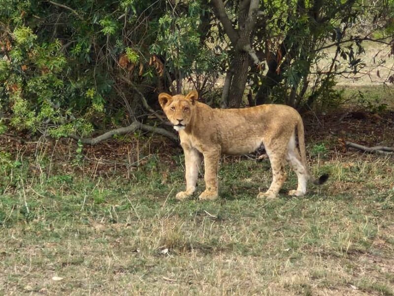 From Marloth Park: Kruger National Park Full-Day Safari - The Itinerary in Detail