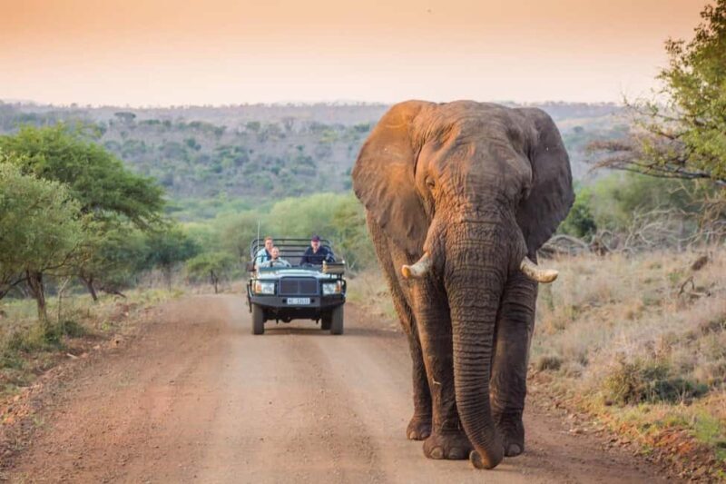 From Marloth Park: Kruger National Park Walking Safari - Key Points  