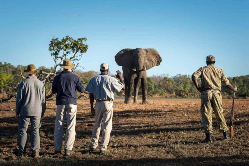 From Marloth Park: Kruger National Park Walking Safari - Why This Tour Offers Great Value  