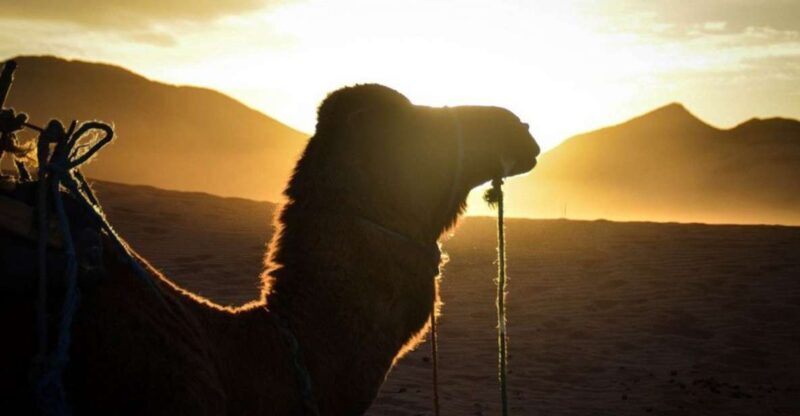 From Marrakech: 2-Day Desert Excursion - Practical Tips for Travelers