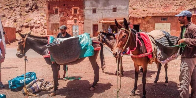 From Marrakech : 3 Day Hike in High Atlas Mountains - FAQ