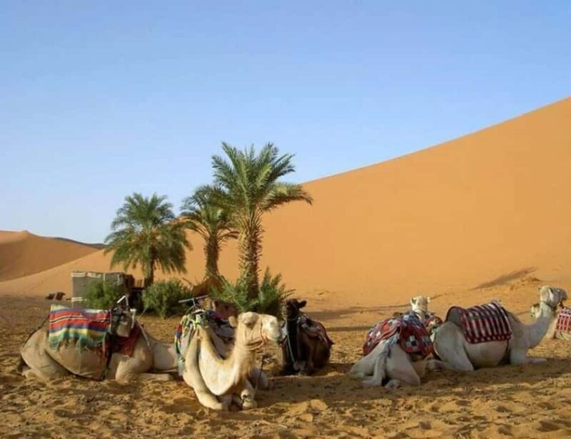 From Marrakech: 3-Day Luxury Desert Tour to Fez Via Merzouga - FAQs