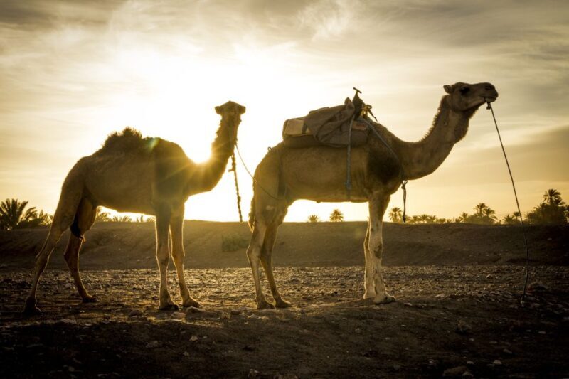 From Marrakech: 3-Day Sahara Desert Trip - Practical Tips for Travelers
