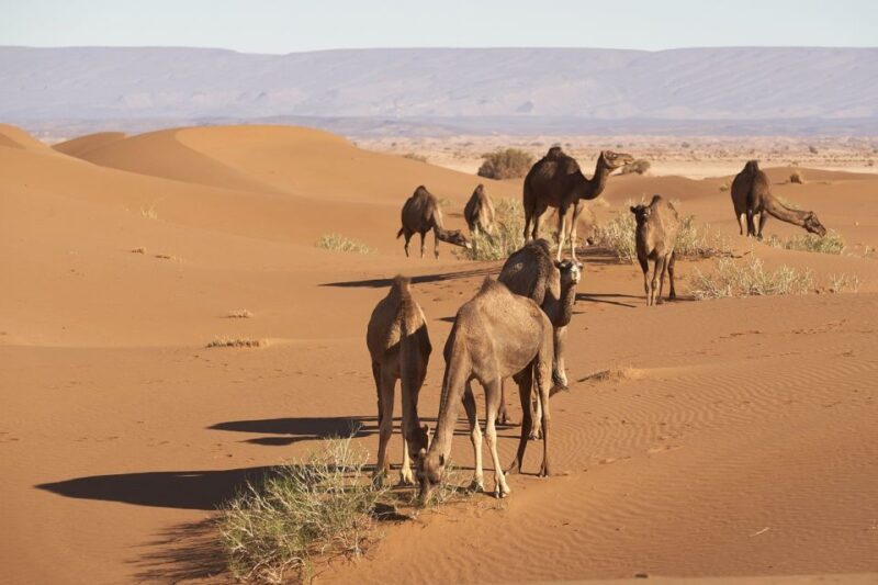 From Marrakech : 3 Days 2 Nights To Sahara Merzouga desert - Practical Tips for Travelers  