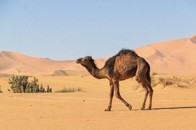 From Marrakech: 3 Days Desert Tour To Merzouga Camp & Camel Trek - What to Expect on the 3-Day Marrakech to Merzouga Tour
