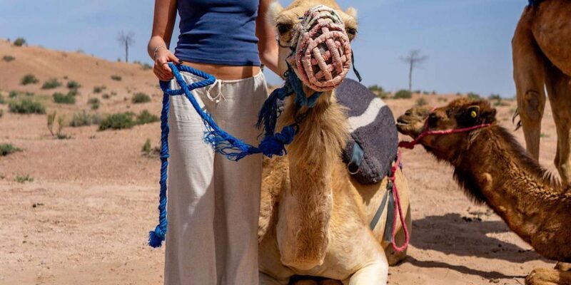 From Marrakech: Agafay Sunset Camel Tour with Dinner & Show - Final Thoughts