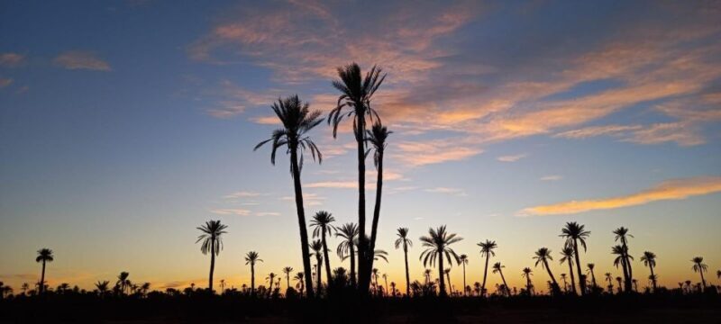 From Marrakech: Camel Ride in the Palm Grove - The Sum Up