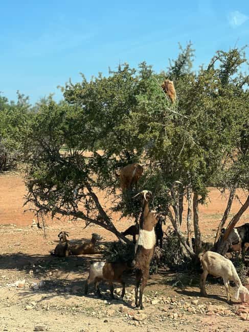 From Marrakech: Day Trip to Essaouira with Transfers - A Complete Breakdown of the Experience
