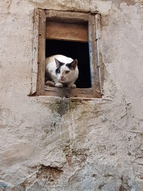 From Marrakech: Essaouira Coastal City Day Trip - An In-Depth Look at the Tour