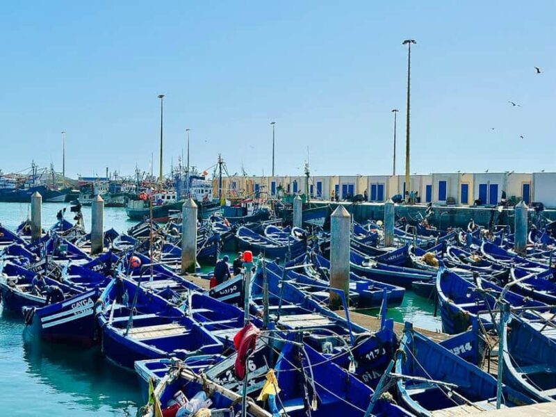 From Marrakech: Essaouira day Trip with camel, horse & quad - What the Reviews Reveal: Authentic Insights  