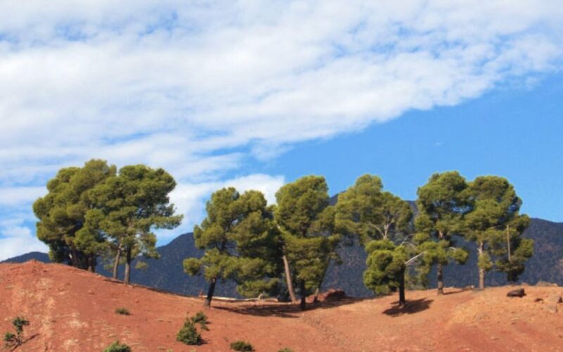 From Marrakech: Ourika Valley Tour with Lunch & Camel Ride - Key Points