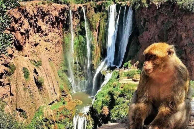 From Marrakech: Ouzoud Waterfall Local guide & Boat Ride - A Complete Breakdown of the Ouzoud Waterfalls Tour Experience