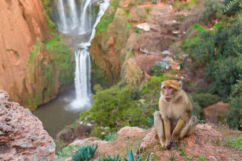 From Marrakech: Ouzoud Waterfalls Guided Hike and Boat Tour - The Sum Up