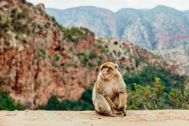 From Marrakech: Ouzoud Waterfalls Guided Hike and Boat Trip - Final Thoughts