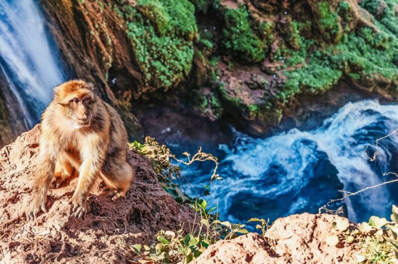 From Marrakech: Ouzoud Waterfalls Guided Hike and Boat Trip - Frequently Asked Questions