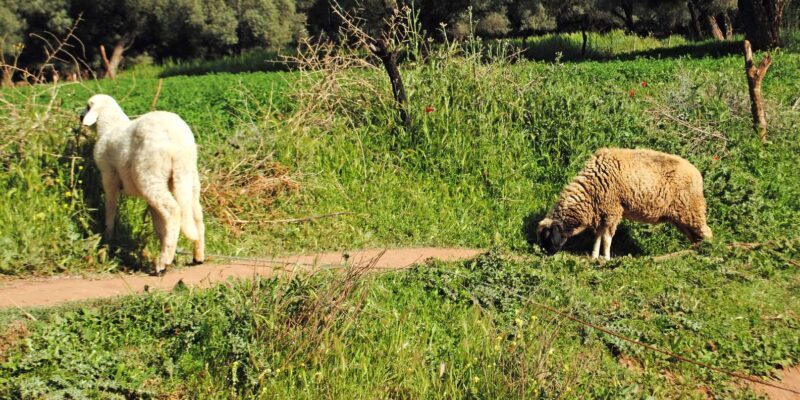 From Marrakech: Ouzoud Waterfalls Guided Hike and Boat Trip - Final Thoughts on Value and Experience