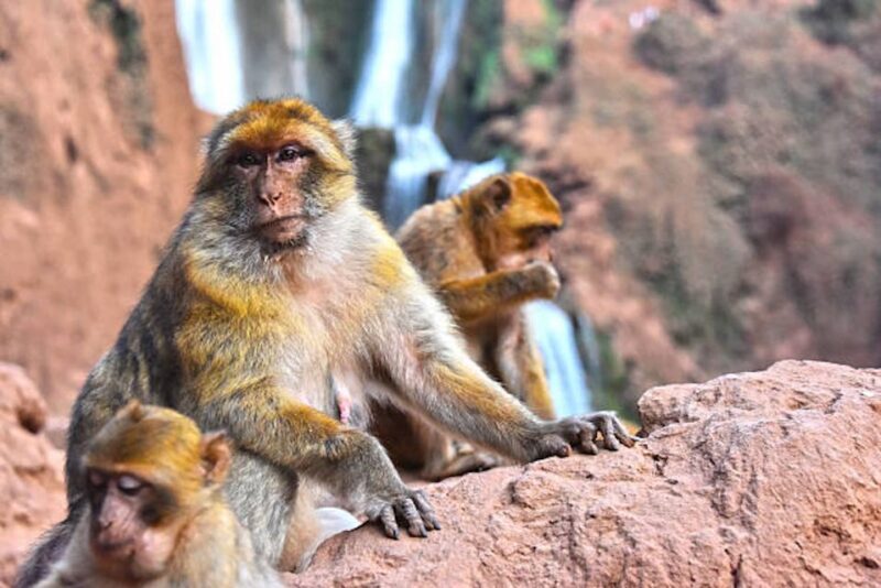 From Marrakech: Ouzoud Waterfalls Guided Hike and Boat Trip - FAQ